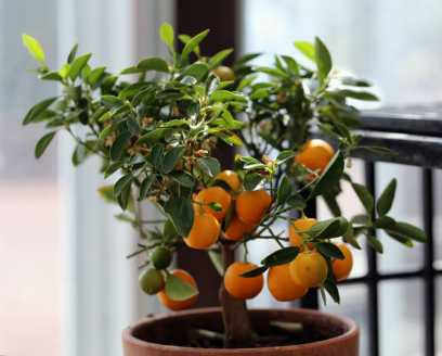 Lire la suite à propos de l’article Cultivez ces trois arbres fruitiers en intérieur
