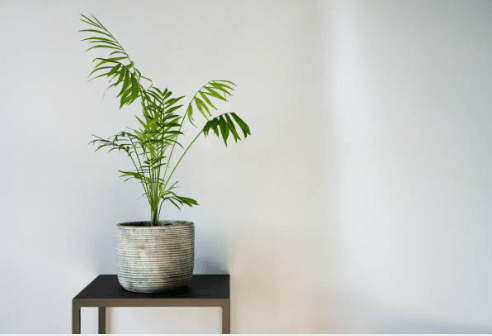 Palmier Kentia en intérieur