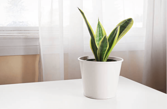 Lire la suite à propos de l’article 5 plantes d’intérieur qui s’adapteront parfaitement à votre logement