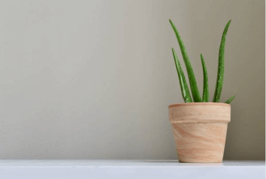 aloe vera en intérieur