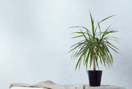 dracaena, l'ultime plante d'intérieur