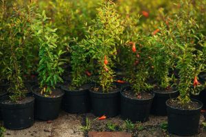 Lire la suite à propos de l’article Arbustes en pot: Conseils de culture et variétés adaptées