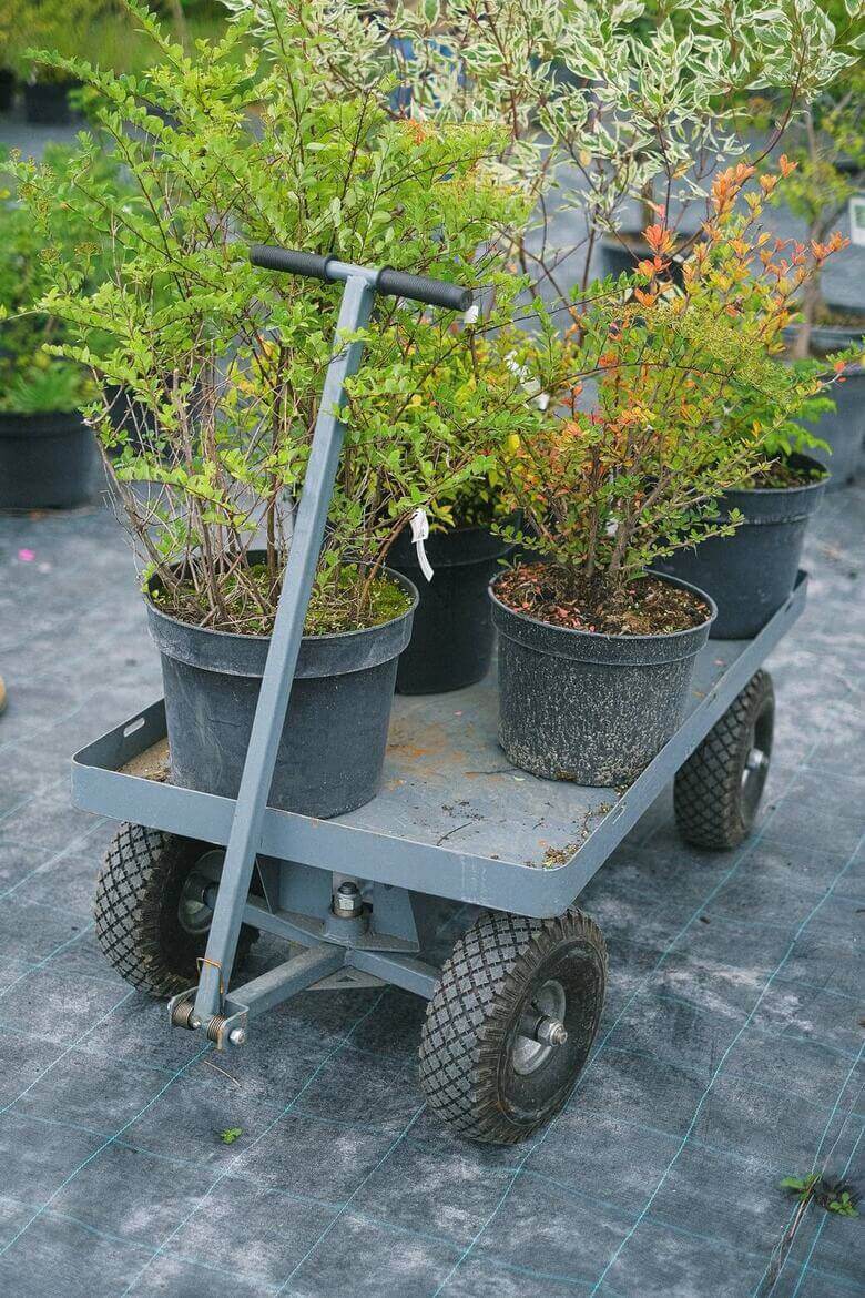 Selectionner des arbustes en pot