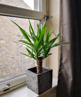 yucca plante d'intérieur