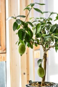 Lire la suite à propos de l’article Comment cultiver un citronnier en pot ?