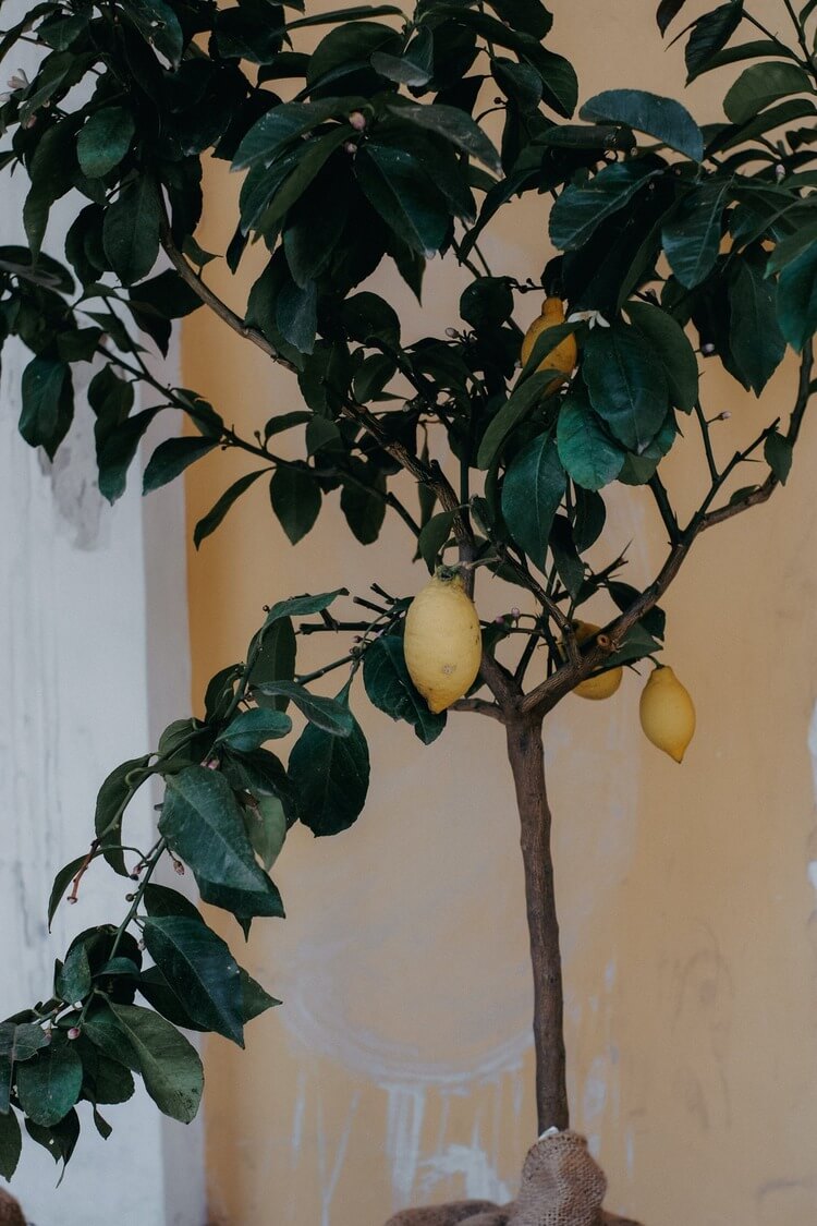 Cultiver un citronnier en pot