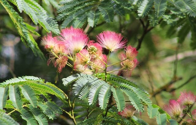 Feuilles et fleurs de l'albizia julibrissin