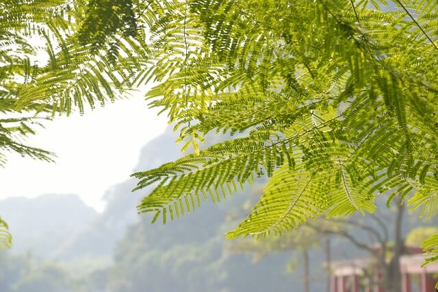 Où planter un albizia arbre à soie