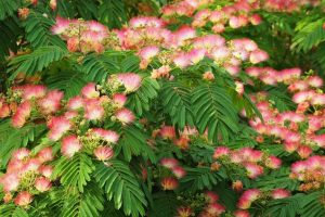 Lire la suite à propos de l’article Comment multiplier l’Albizia Julibrissin ou Arbre à soie ?