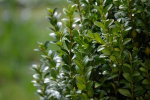 Lire la suite à propos de l’article Bien planter un buis en pot
