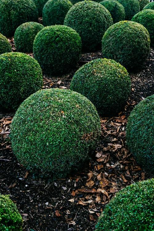Tailler un buis en boule