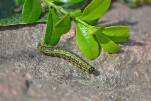 Lire la suite à propos de l’article La pyrale du buis : terreur des jardins français