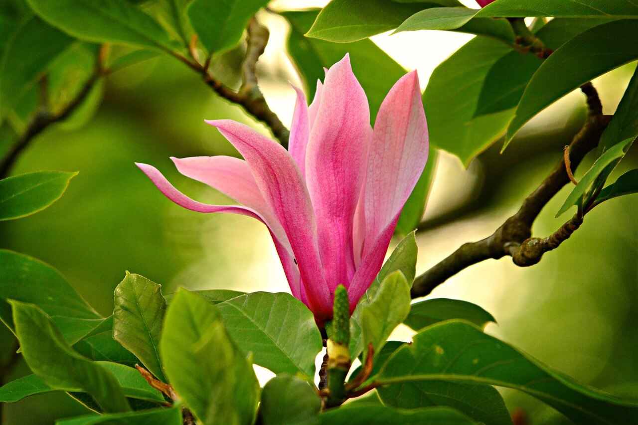 Fleurs de magnolia