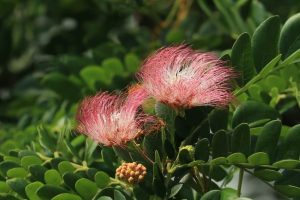 Lire la suite à propos de l’article Inconvénients de l’albizia : un arbre aux attraits trompeurs ?