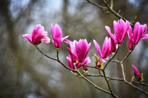 Lire la suite à propos de l’article Bien planter un magnolia et l’entretenir au quotidien