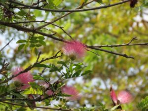 Lire la suite à propos de l’article Tailler un albizia julibrissin facilement