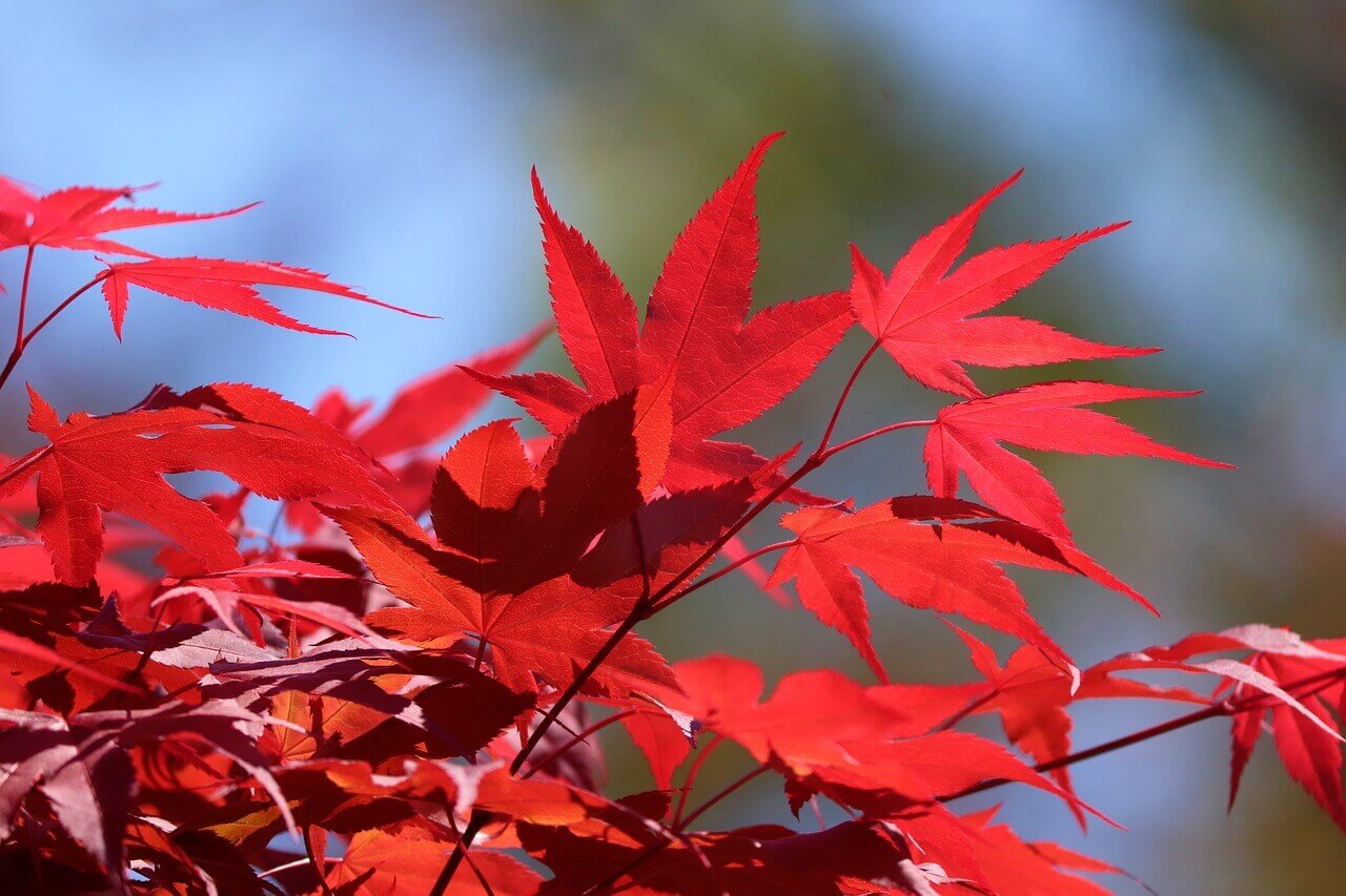 Feuilles rouges d'un érable du japon