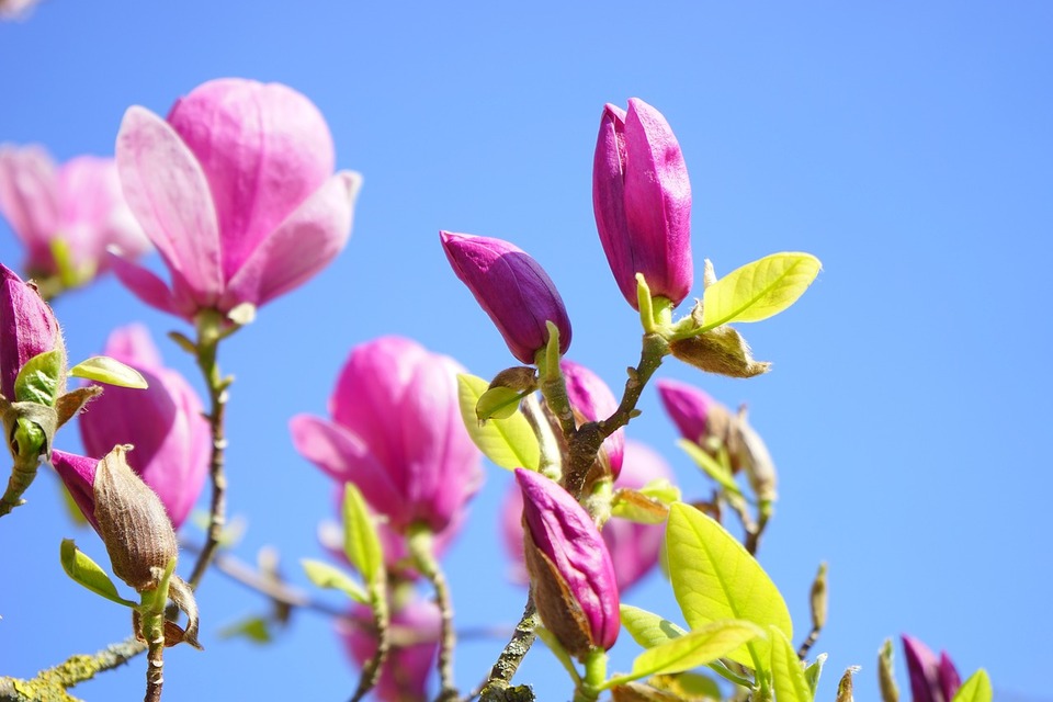 Fleurs et feuilles du magnolia de soulage
