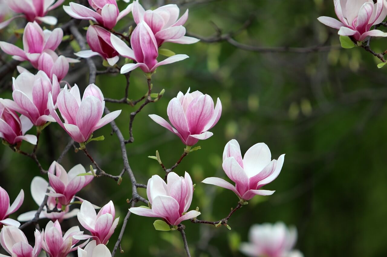 Floraison du magnolia de soulange