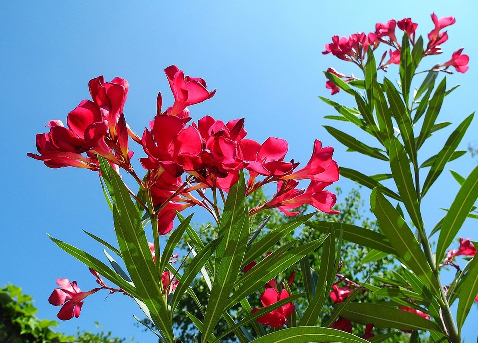 Un laurier rose en été