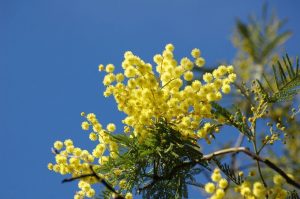 Lire la suite à propos de l’article Le mimosa : culture, entretien et utilisation