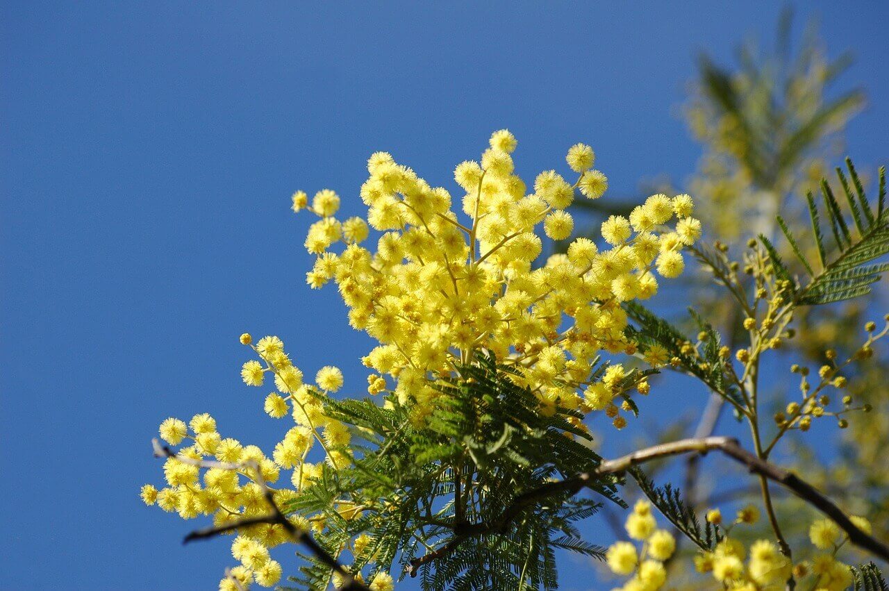 Une branche de mimosa
