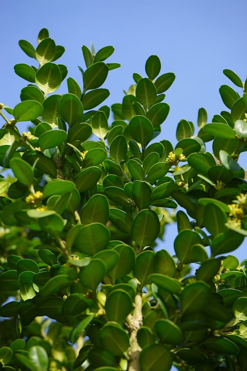 Un buis en pleine terre, Buxus