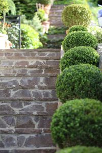 Lire la suite à propos de l’article Planter un buis en pleine terre : nos conseils pratiques