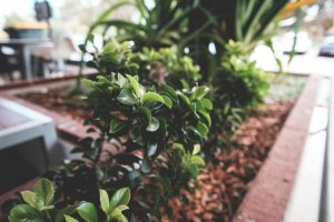 Lire la suite à propos de l’article Quels arbustes choisir pour un balcon fleuri et dépaysant