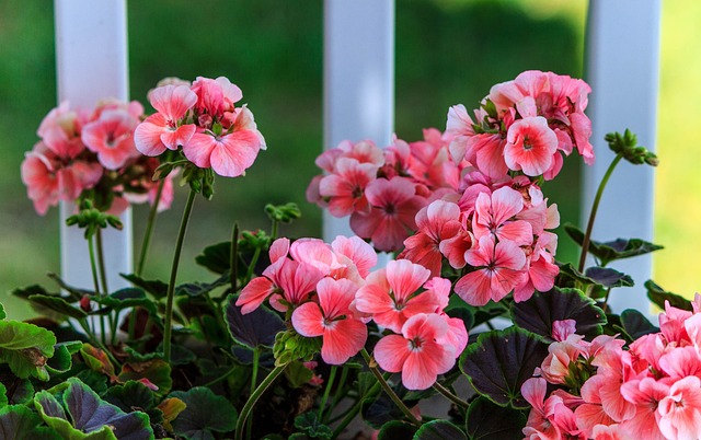 Lire la suite à propos de l’article Quelles plantes choisir pour un balcon ?