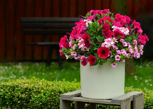 Les pétunias, des plantes idéales pour votre balcon