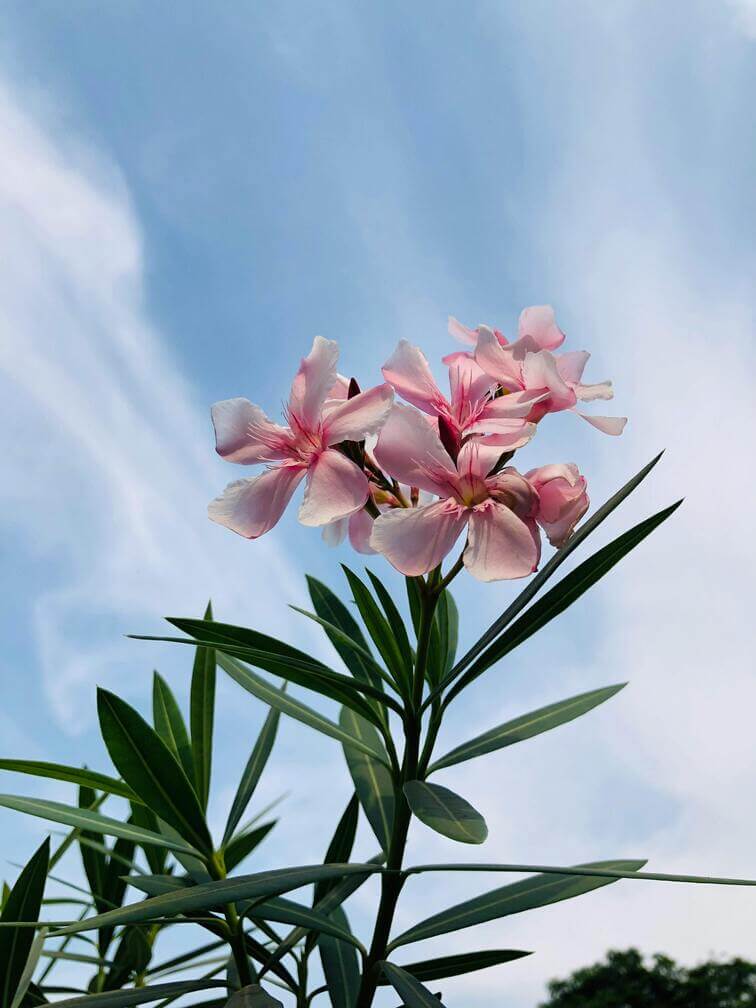 Une fleur de laurier-rose sur un balcon