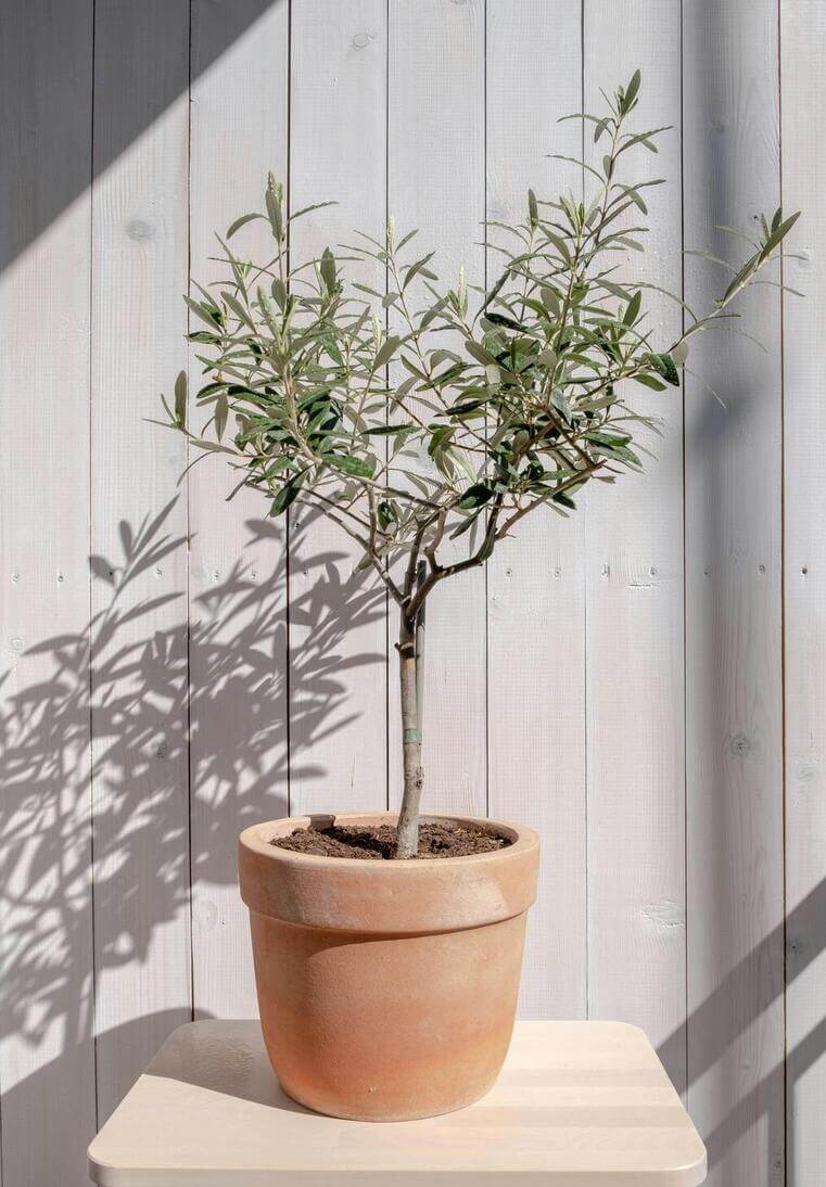 Un olivier en pot sur un balcon