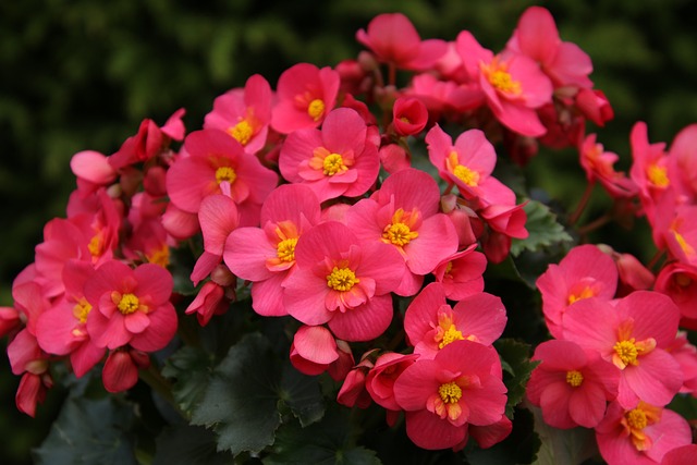 Des bégonias en pot sur un balcon