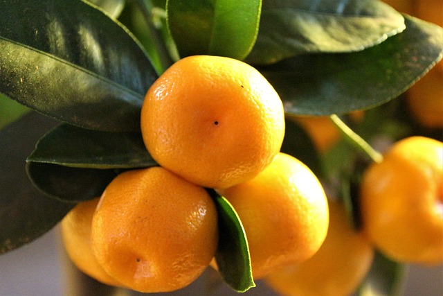 Le citrus calamondin en pot pour un balcon au soleil