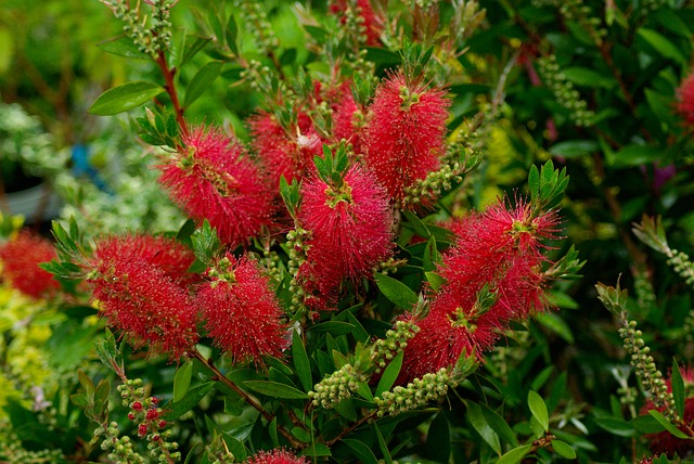 Fleurs et feuilles d'un rince-bouteilles