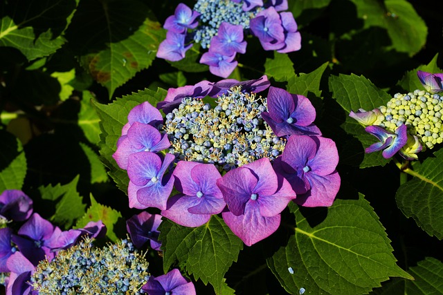 Un hortensia en fleurs