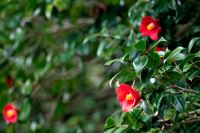 Fleurs et feuilles d'un camélia
