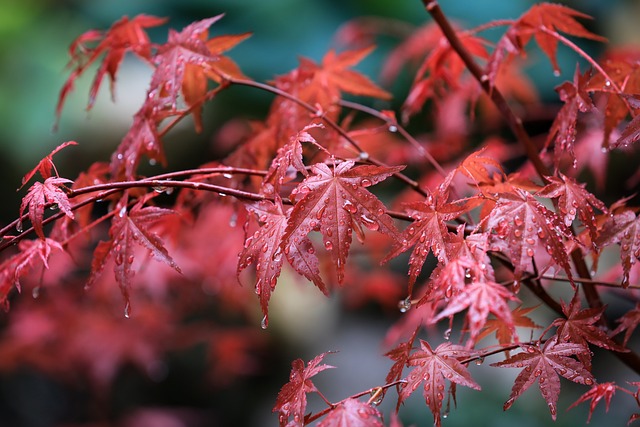 Feuilles d'un érable du japon
