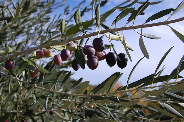 Feuilles et fruits d'un Olea Europea (Olivier)