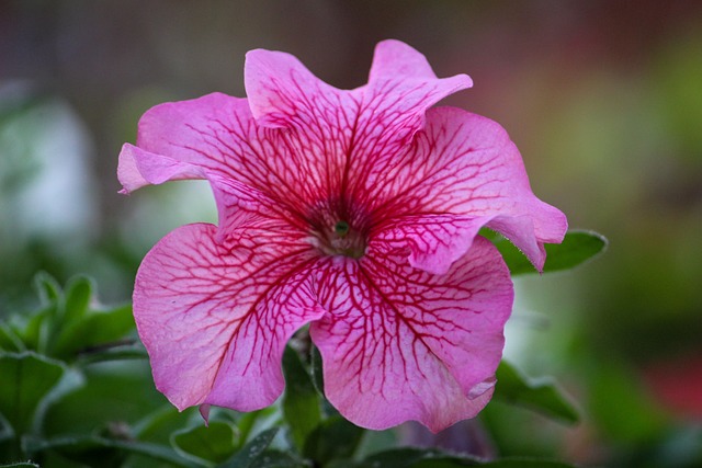 Les surfinias, des fleurs à avoir sur un balcon