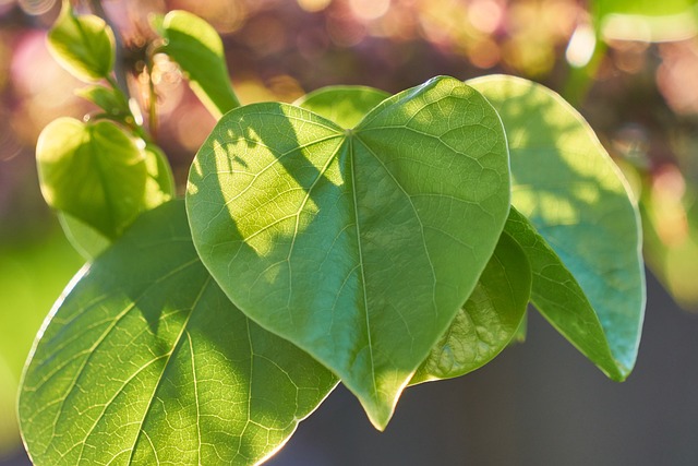 Feuille d'arbre de judée en forme de coeur