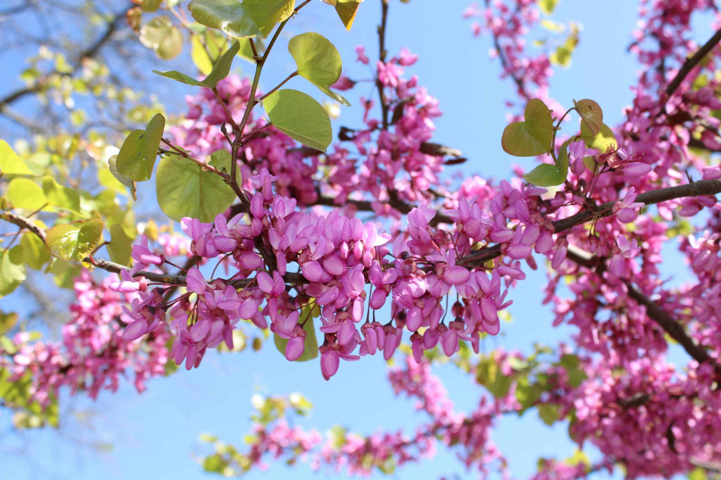 Fleurs et fueilles d'un arbre de judée