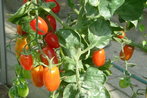 Planter des pieds de tomate sur un balcon