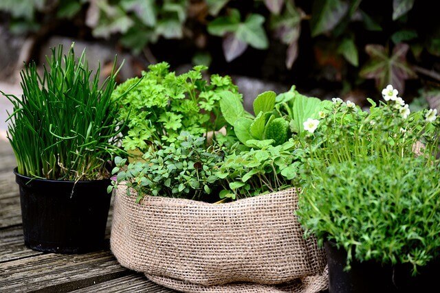 Des herbes aromatiques sur un balcon