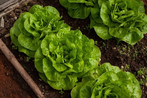 Des salades dans des jardinières