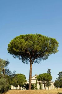 Lire la suite à propos de l’article Le pin parasol : un conifère emblématique du bassin méditerranéen