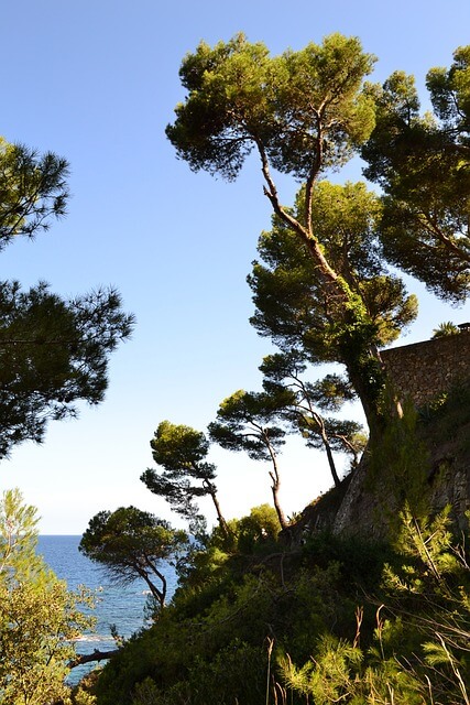 Des pins dans un jardin en bord de mer