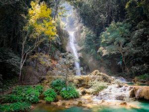 Lire la suite à propos de l’article Comment créer un jardin exotique chez soi ?