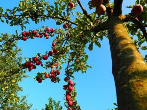 Lire la suite à propos de l’article Obtenir un pommier à partir d’un pépin de pomme